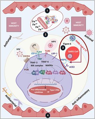 The Biology of <mark class="highlighted">Lactoferrin</mark>, an Iron-Binding Protein That Can Help Defend Against Viruses and Bacteria